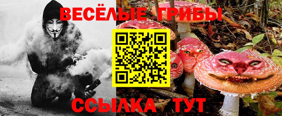Галлюциногенные грибы Psilocybe Сорочинск